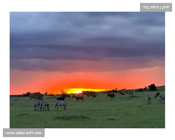 佩德里非洲 Safari 玩心跳:与狮共舞求生欲爆棚 佩德里非洲 Safari 玩心跳:与狮共舞求生欲爆棚