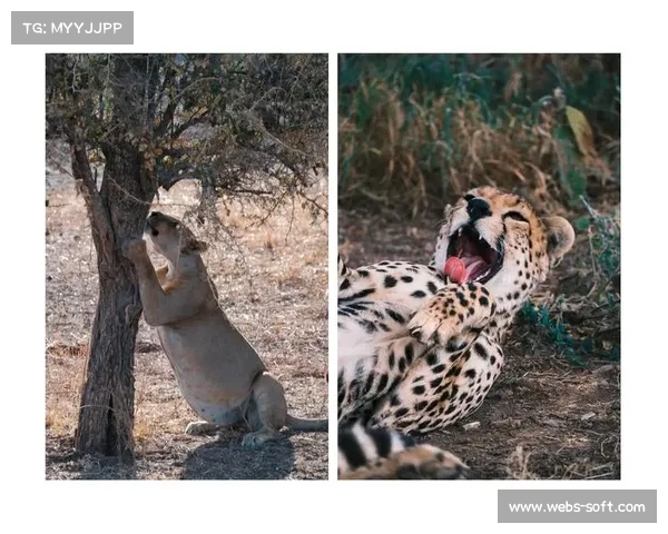 佩德里非洲 Safari 玩心跳:与狮共舞求生欲爆棚 佩德里非洲 Safari 玩心跳:与狮共舞求生欲爆棚